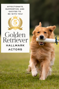 Discover the TOP 5 Golden Retriever actors on Hallmark! Known for their charming, dependable roles. Find out who makes these movies heartwarming and memorable! #HallmarkChannel